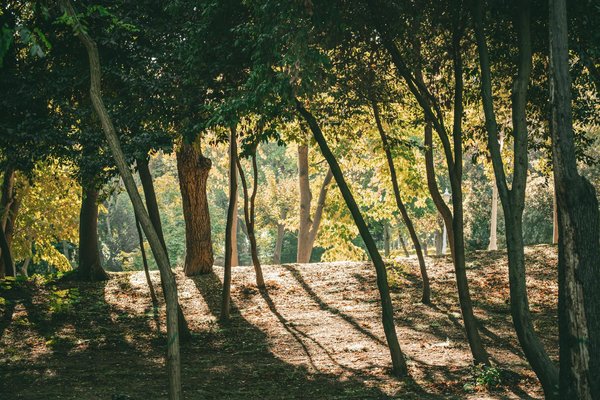 Découvrir les bienfaits de la graviola pour booster votre immunité