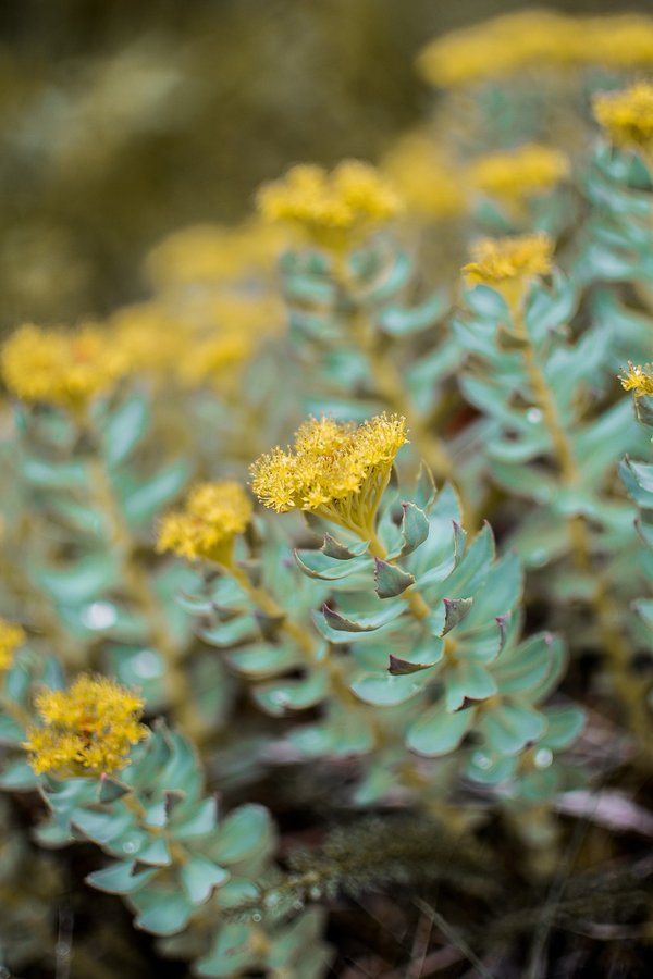 Rhodiola rosea : la clé pour mieux gérer le stress et l'énergie